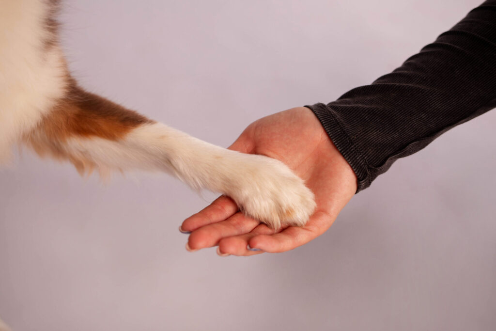 Single dog paw in outreached hand